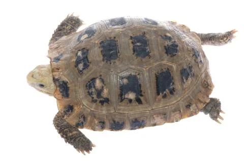 Animal turtle tortoise Foto stock