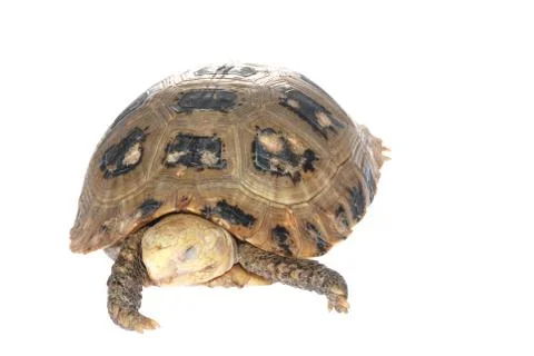 Animal turtle tortoise Stock Photos