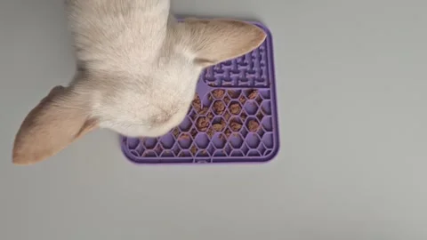 Animal uses mesh mat to slow feeding for better digestion and focus Stock Footage 340462660