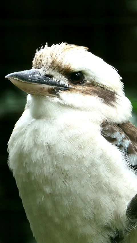 Animal Vertical Video 4k Stock Footage 281952879