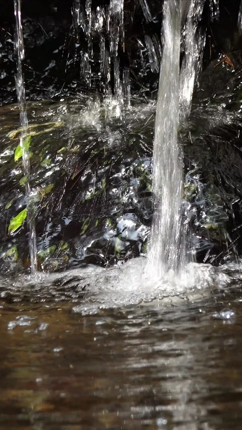 Animal Vertical Video in 4k Stock Footage 282335789