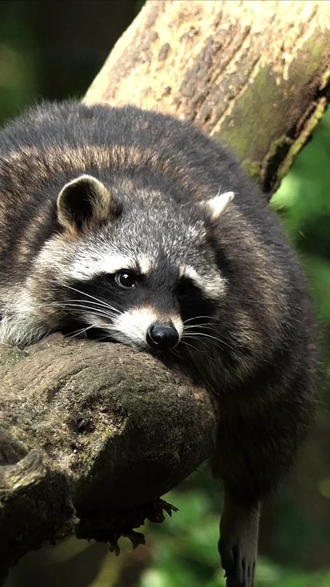 Animal Vertical Video in 4k Stock Footage 282335826