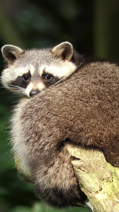 Animal Vertical Video in 4k Stock Footage 282335830