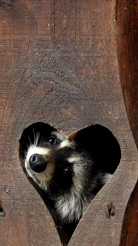 Animal Vertical Video in 4k Stock Footage 282335855