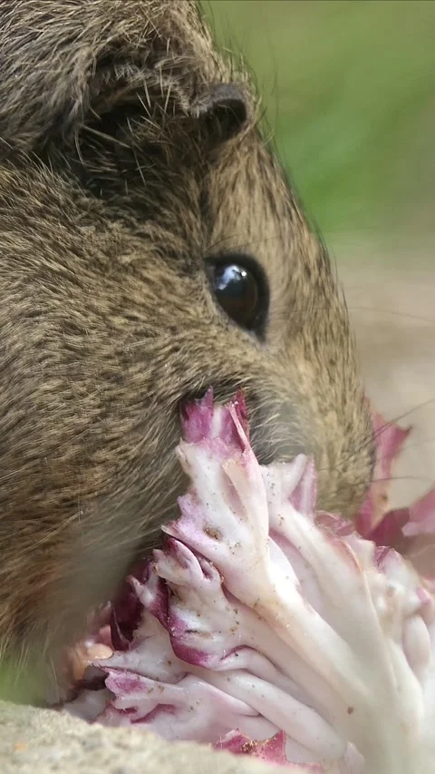 Animal Vertical Video in 4k Stock Footage 282335858