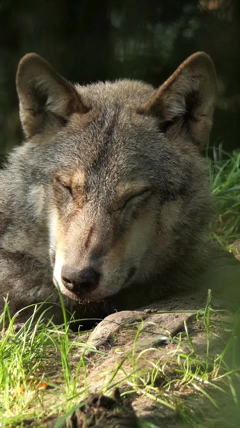 Animal Vertical Video in 4k Stock Footage 282335969
