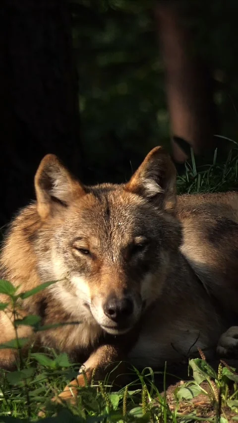Animal Vertical Video in 4k Stock Footage 282335989