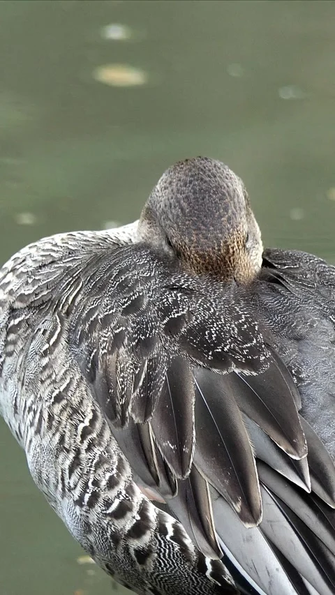 Animal Vertical Video in 4k Stock Footage 282336030