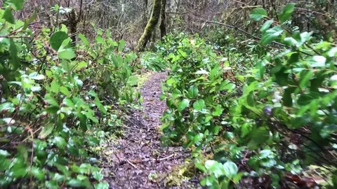 Animal view down wet forest path Vídeos de archivo 76504602