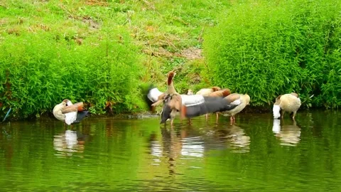 Animal view Stock Footage 221567417