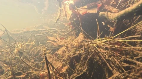 Animal view of underwater branches and leaves in a pond Stock Footage 321010244