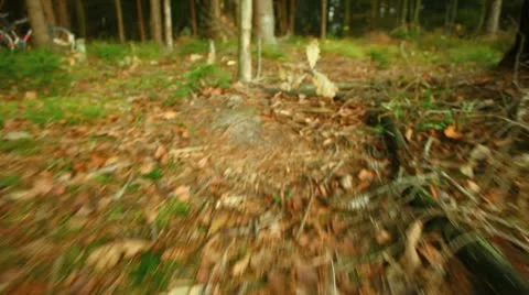 Animal vision Stock Footage 10958739