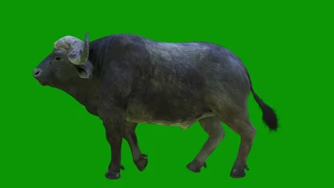 An animal walking  green screen large standing in front animated chromakey Video stock 314068387