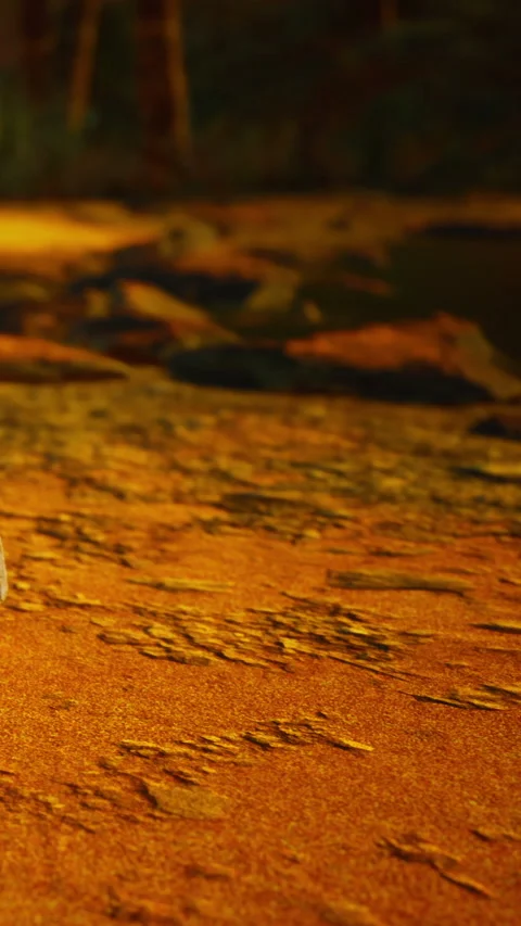Animal walks on sandy ground during sunset in a natural setting Stock Footage 342349762