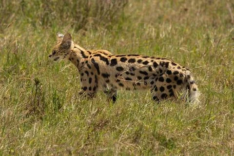Animal wildlife cat spotted wild mamal serval animal wildlife safari park ... Stock Photos