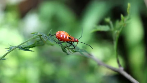 Animal wildlife Stock Footage 134349081