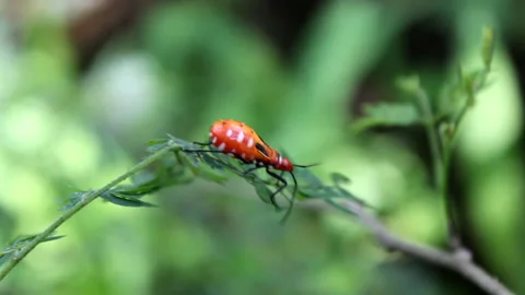Animal wildlife Stock Footage 134349091