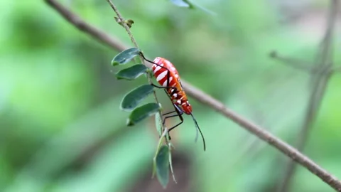 Animal wildlife Stock Footage 134349420