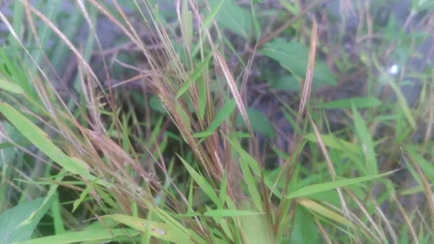 Animal wildlife Stock Footage 134362960
