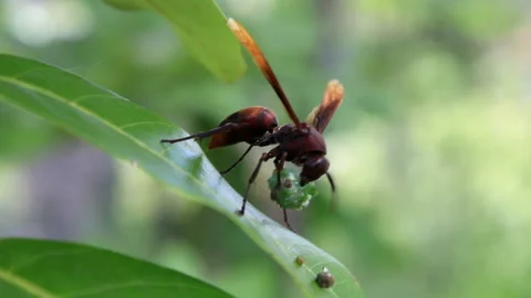 Animal wildlife Stock Footage 134363990