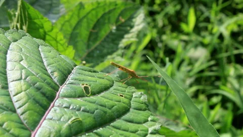 Animal wildlife Stock Footage 134364742