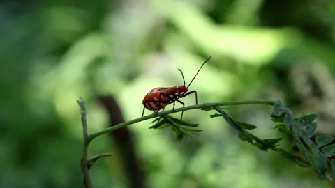 Animal wildlife Stock Footage 134365507