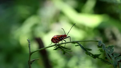 Animal wildlife Stock Footage 134365575