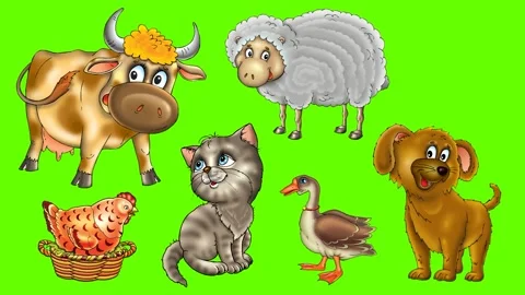 Animal world Stock Footage 135180843