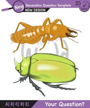 Animal world, insects Illustrazione stock