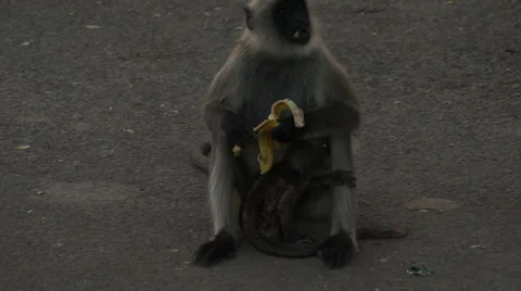 Animal4 Stock-Footage 22841296