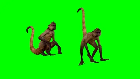 ANIMAL,4K.time-30 secs. Two Monkey's Stock Footage 294907463