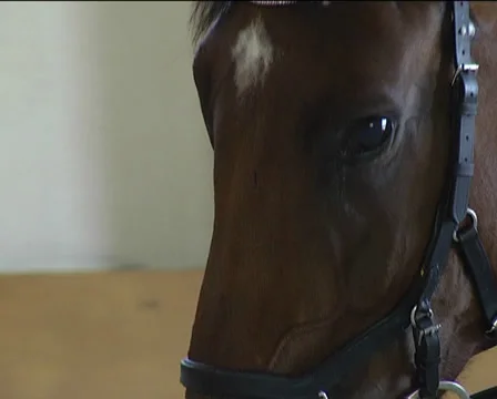 Animal9 Stock-Footage 22890684