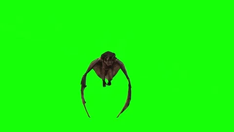 ANIMAL.BAT. 4K.TIME-26 SECONDS. Stock Footage 296057469