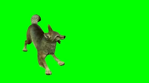 ANIMAL,COYOTES . 4K. Time-59 seconds. Stock Footage 294022142