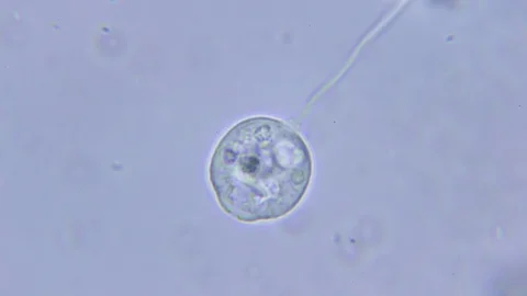 Animalcule under Bright field Microscope 스톡 동영상 80257058