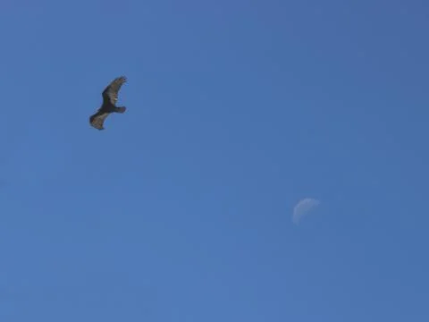 Animales-2 스톡 사진