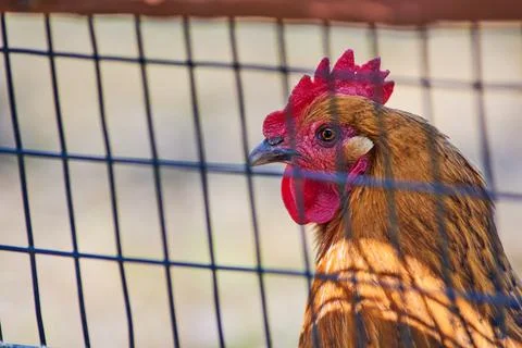 Animalfarm 1 库存照片