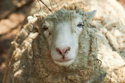 Animalfarm 4 Stock Photos