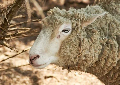 Animalfarm 5 库存照片