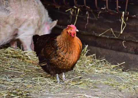 Animalfarm 8 Stock Photos