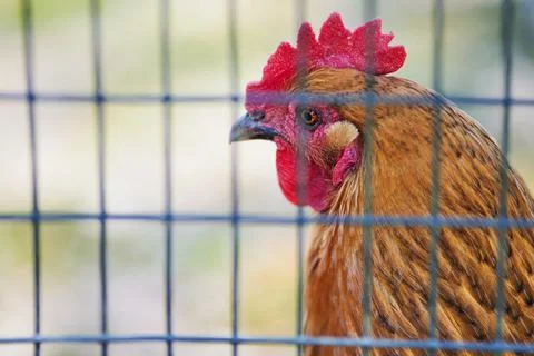 Animalfarm Foto stock