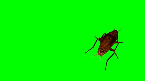 ANIMAL.ROACH..4K.Time-29 seconds. Video stock 296059995
