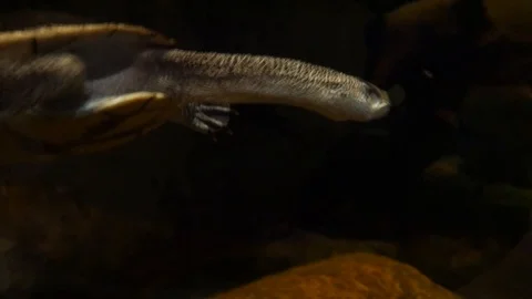 Animals 1 Stock Footage 90664220