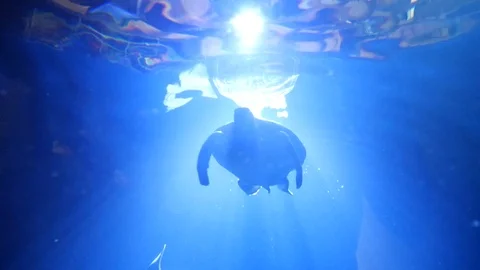 Animals 2 Stock Footage 90664219