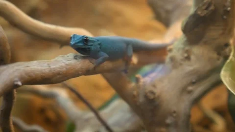 Animals 3 Stock Footage 90664204