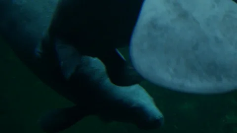 Animals 4 Stock Footage 90664190