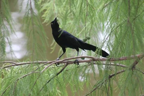 Animals 6  Bird on Tree Stock Photos