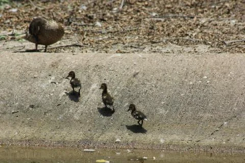 Animals 6 ducklings Stock Photos