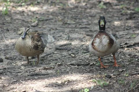 Animals 7 Two ducks Stock Photos