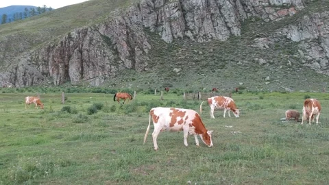 Animals above the river Stock Footage 136914796